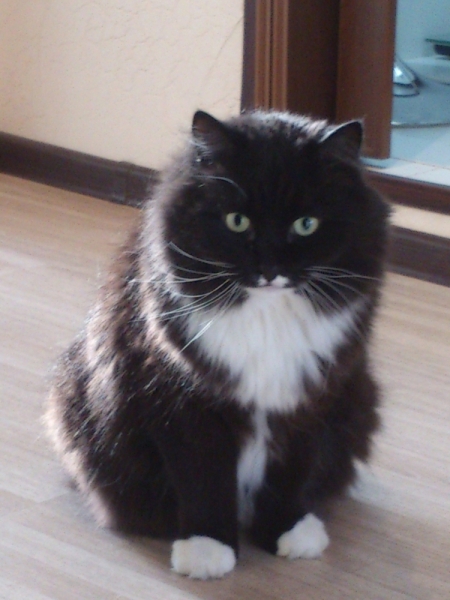 Поговорим о кошках38