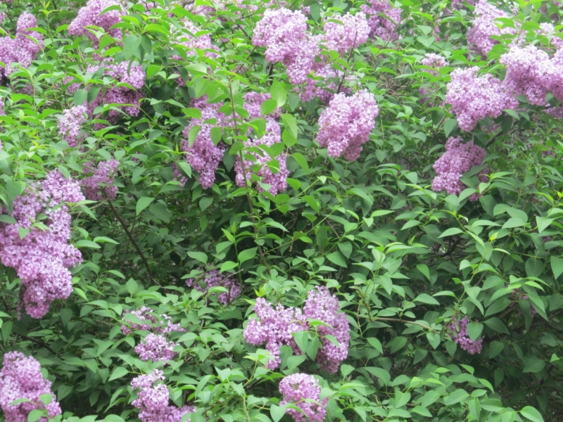 Раз, и все!  Или вертикальный взлет в Нью-Йорк. Май 2015.