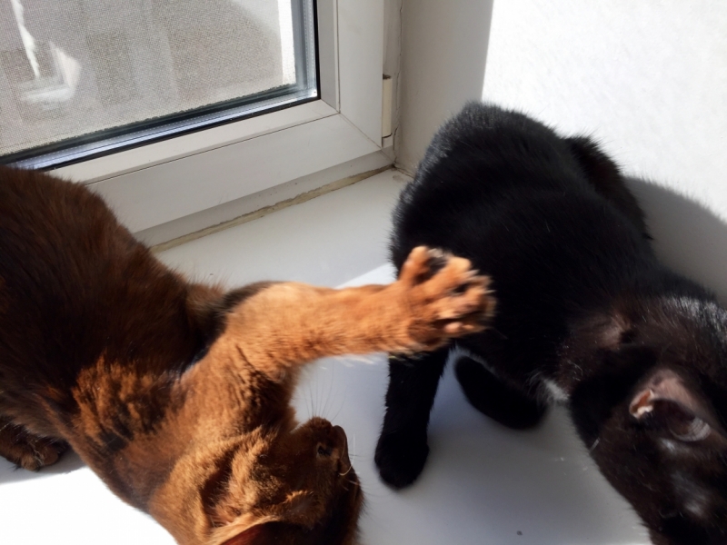 Поговорим о кошках38