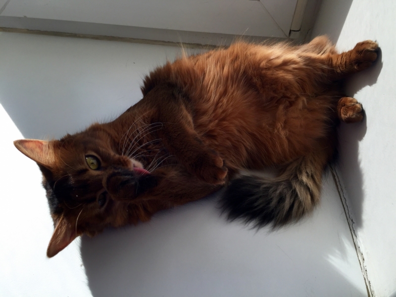 Поговорим о кошках38