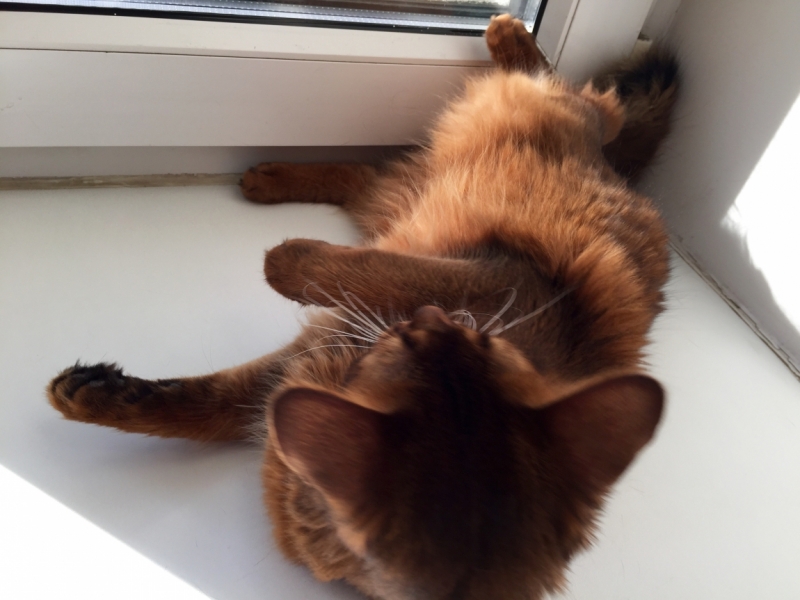 Поговорим о кошках38