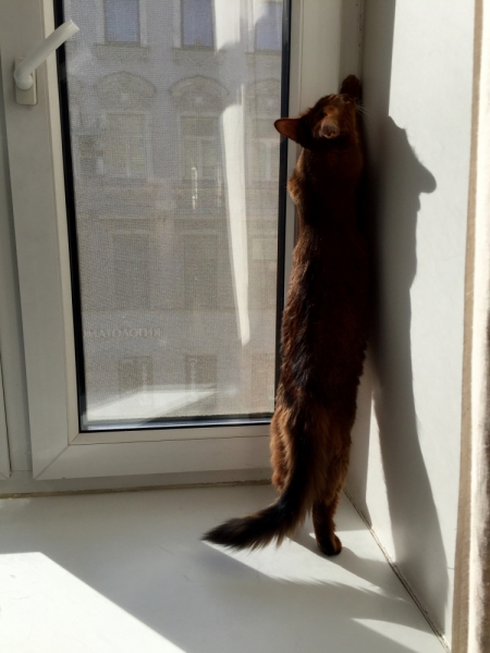 Поговорим о кошках38