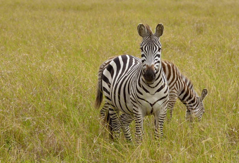 Фотографии животного мира