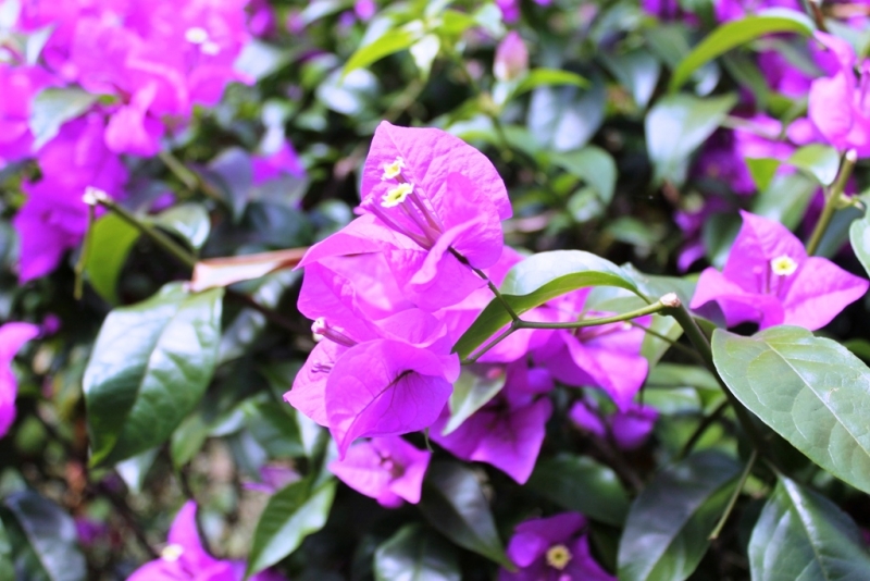 Шри-ланка на скутере. Пыль дорог.(21.01-05.02)