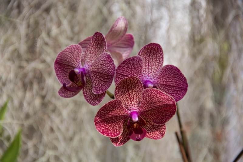 Эта чудесная Шри-Ланка. Февраль 2016
