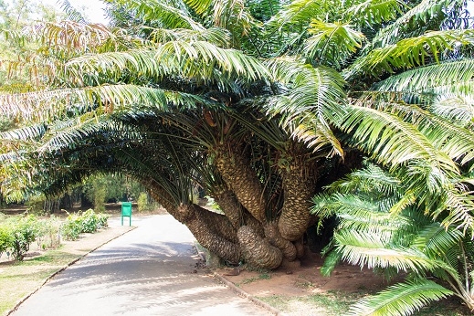 Эта чудесная Шри-Ланка. Февраль 2016