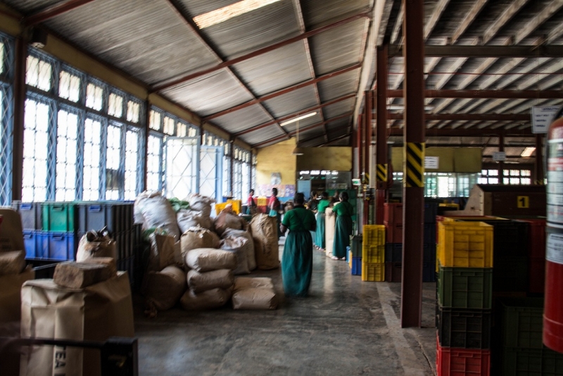 Эта чудесная Шри-Ланка. Февраль 2016