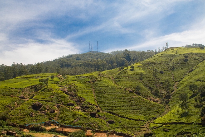 Эта чудесная Шри-Ланка. Февраль 2016