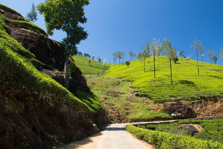 Эта чудесная Шри-Ланка. Февраль 2016