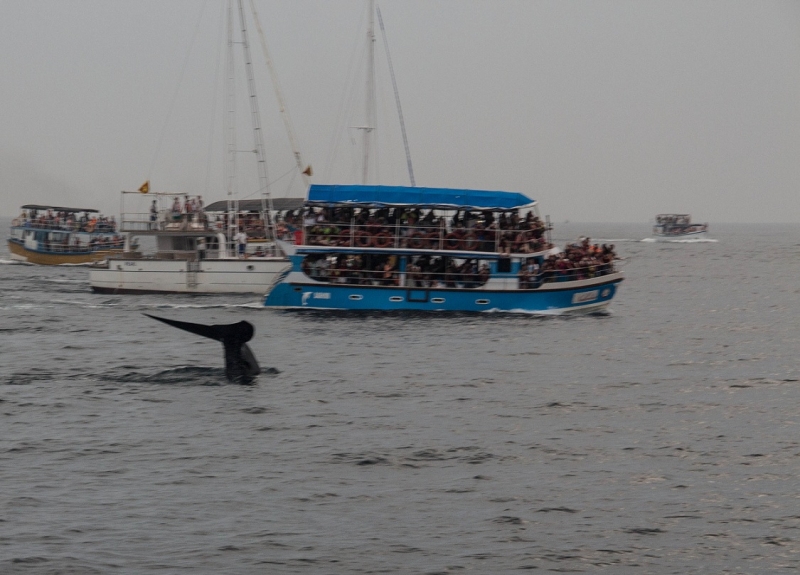 Эта чудесная Шри-Ланка. Февраль 2016