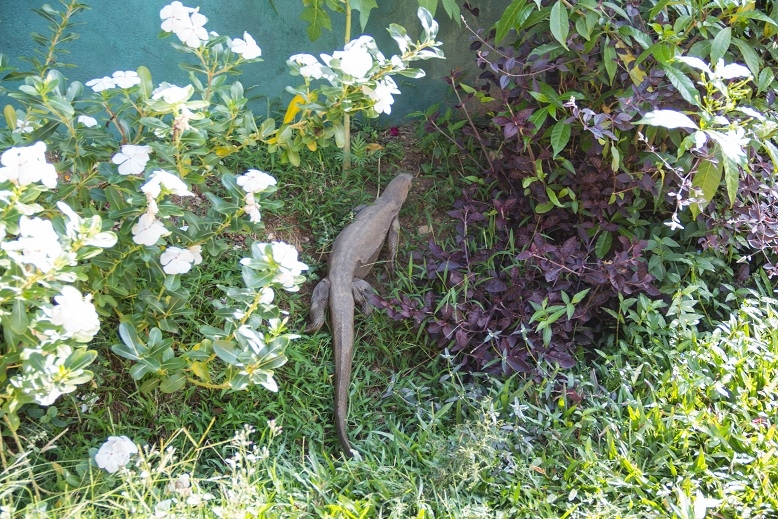 Эта чудесная Шри-Ланка. Февраль 2016