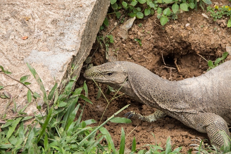 Эта чудесная Шри-Ланка. Февраль 2016