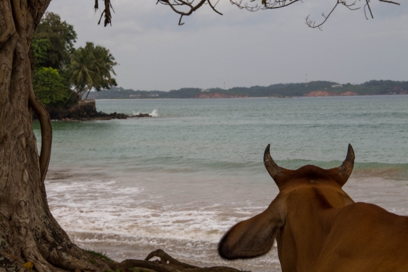 Эта чудесная Шри-Ланка. Февраль 2016
