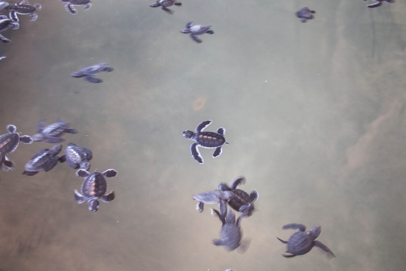 Эта чудесная Шри-Ланка. Февраль 2016