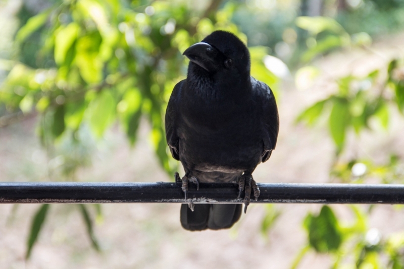 Эта чудесная Шри-Ланка. Февраль 2016