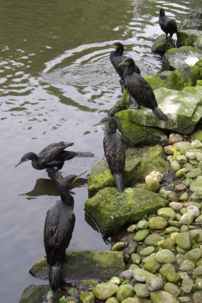 Из провинций в столицу (Нидерланды)