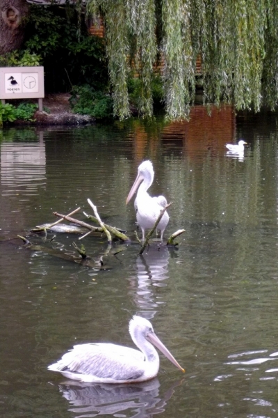 Из провинций в столицу (Нидерланды)