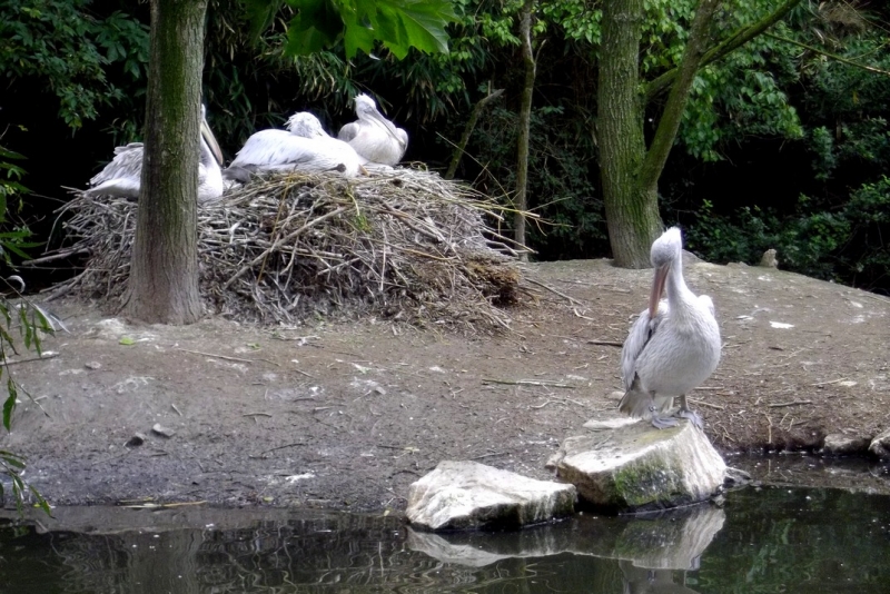 Из провинций в столицу (Нидерланды)