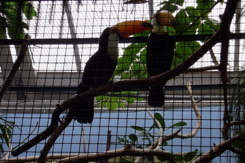 Из провинций в столицу (Нидерланды)