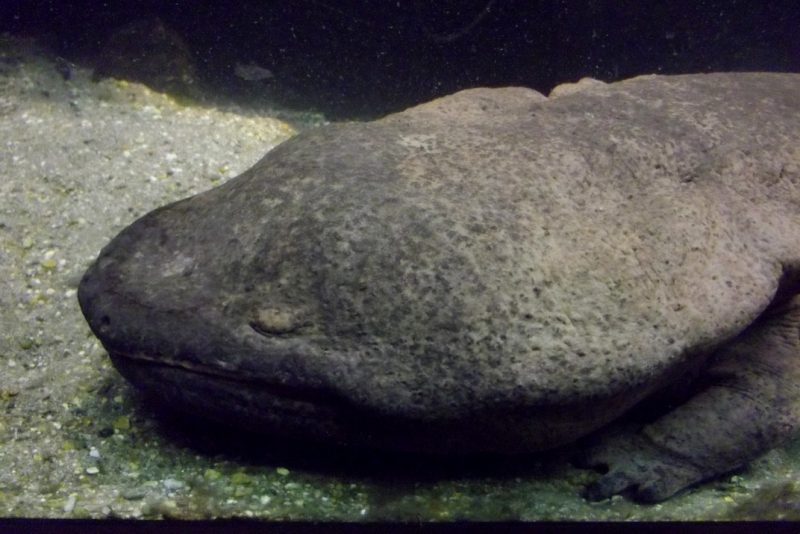 Из провинций в столицу (Нидерланды)