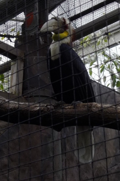 Из провинций в столицу (Нидерланды)