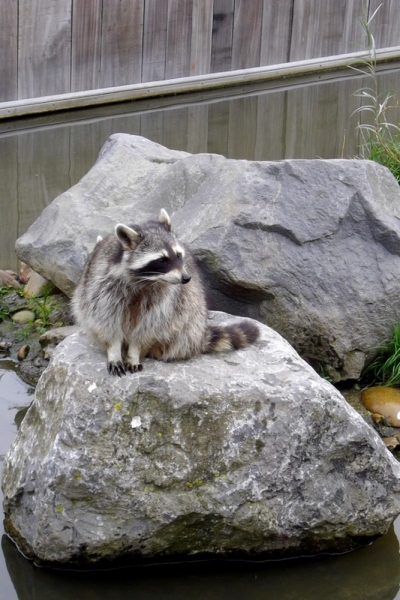 Из провинций в столицу (Нидерланды)