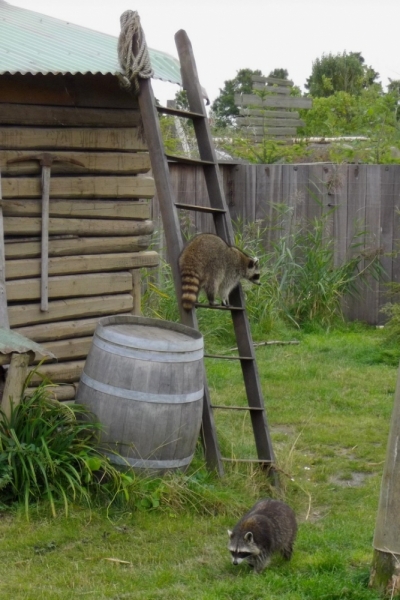 Из провинций в столицу (Нидерланды)