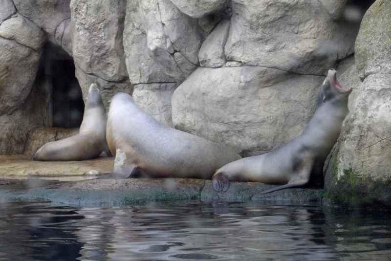 Из провинций в столицу (Нидерланды)