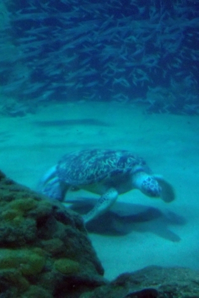 Из провинций в столицу (Нидерланды)