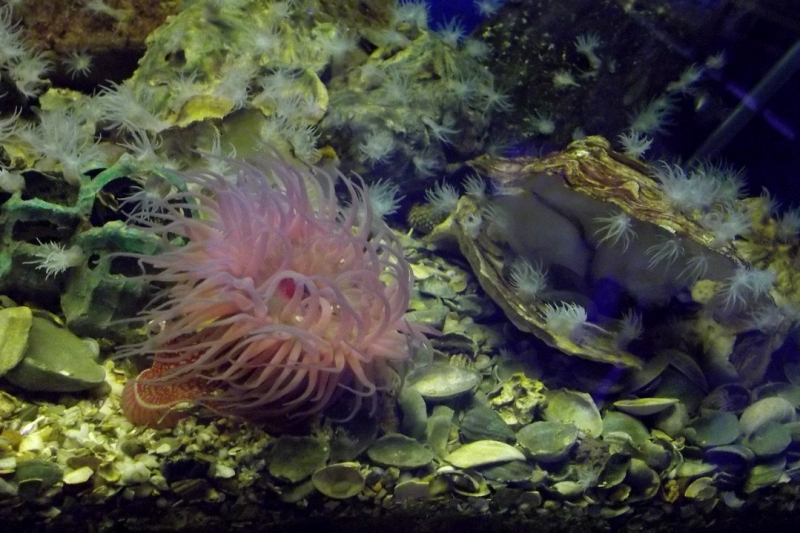 Из провинций в столицу (Нидерланды)