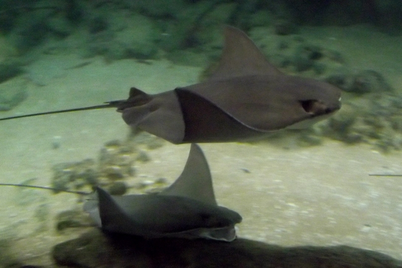 Из провинций в столицу (Нидерланды)