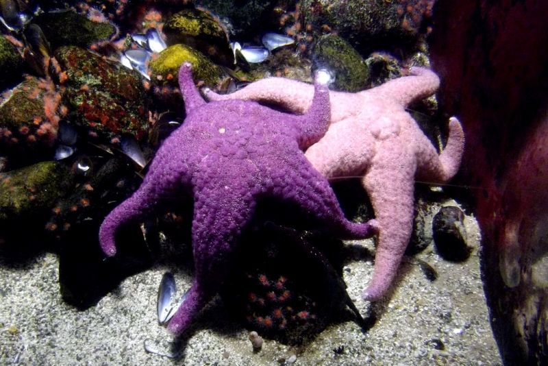 Из провинций в столицу (Нидерланды)