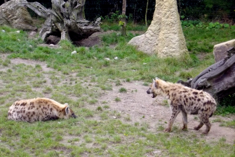 Из провинций в столицу (Нидерланды)