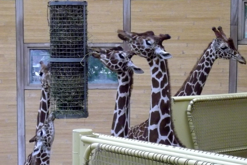 Из провинций в столицу (Нидерланды)