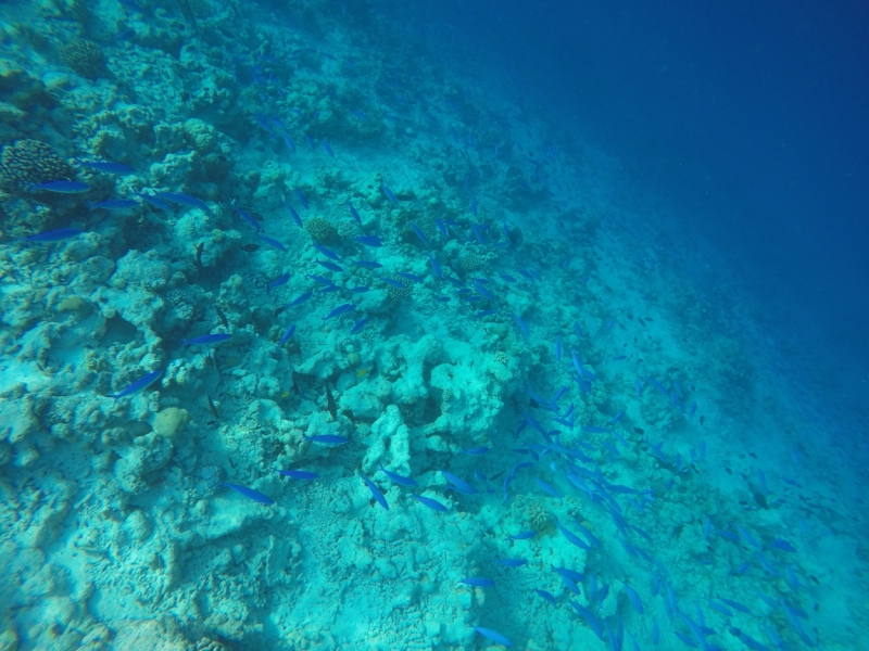 Kamadhoo Island Maldives 2016 Kamadhoo Island Maldives 2016