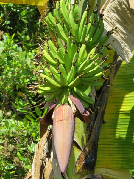 Шри-Ланка в феврале-марте 2016 г. Пляжи и треккинги (нетуристические места).