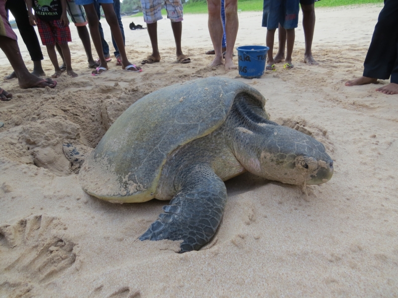 Шри-Ланка в феврале-марте 2016 г. Пляжи и треккинги (нетуристические места).