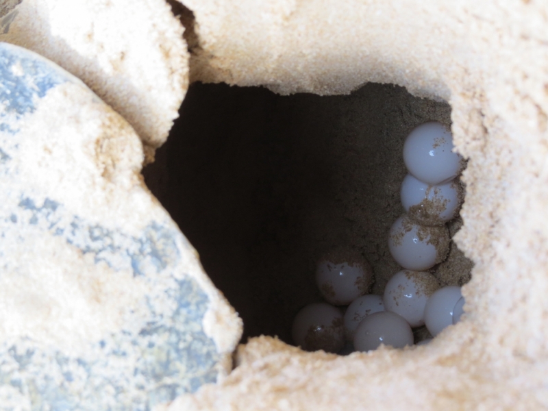 Шри-Ланка в феврале-марте 2016 г. Пляжи и треккинги (нетуристические места).