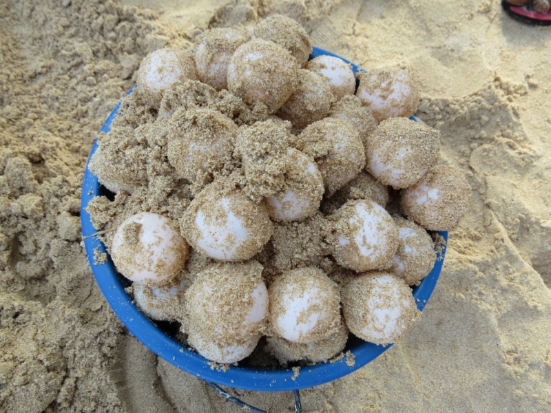 Шри-Ланка в феврале-марте 2016 г. Пляжи и треккинги (нетуристические места).