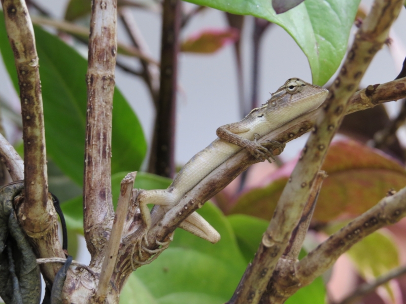 Шри-Ланка в феврале-марте 2016 г. Пляжи и треккинги (нетуристические места).