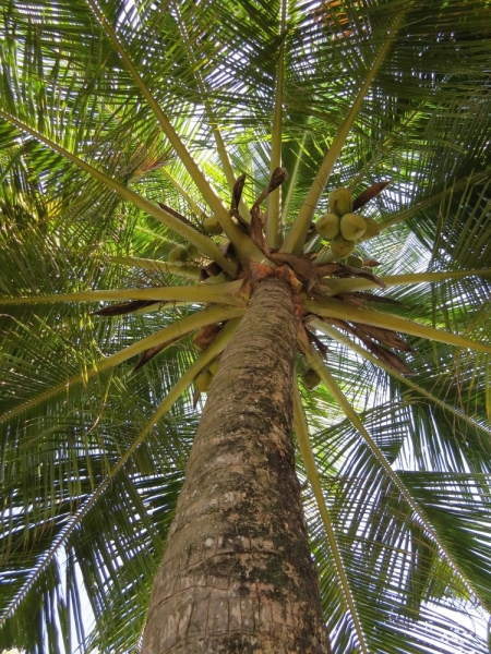 Шри-Ланка в феврале-марте 2016 г. Пляжи и треккинги (нетуристические места).