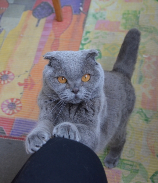 Кошки в нашей жизни. Кошки и все, что с ними связано.