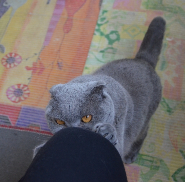 Поговорим о кошках39