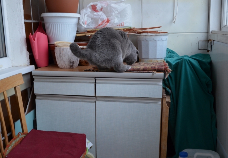 Поговорим о кошках39