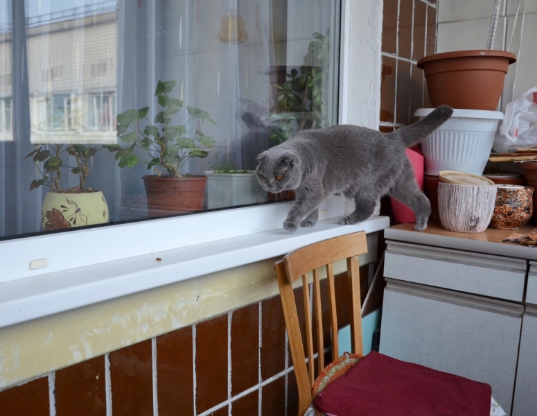 Поговорим о кошках39