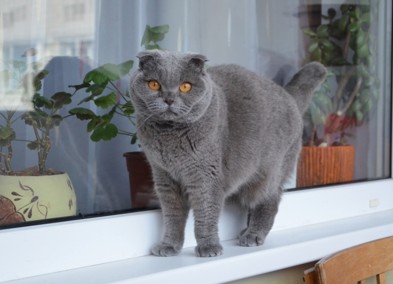 Поговорим о кошках39