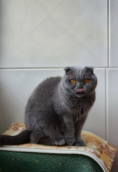 Поговорим о кошках39