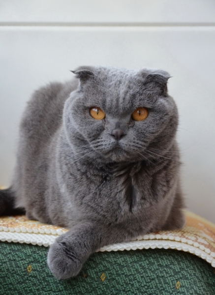 Поговорим о кошках39