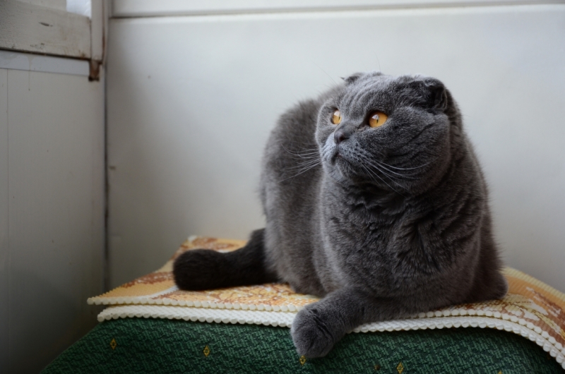 Поговорим о кошках39