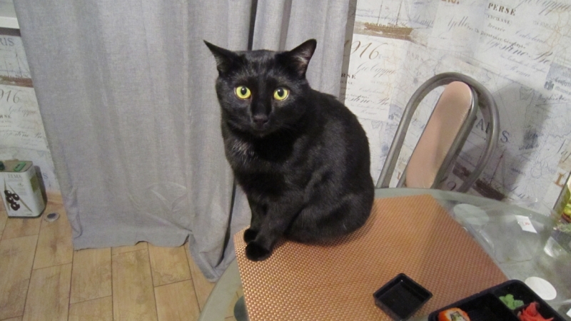 Поговорим о кошках39